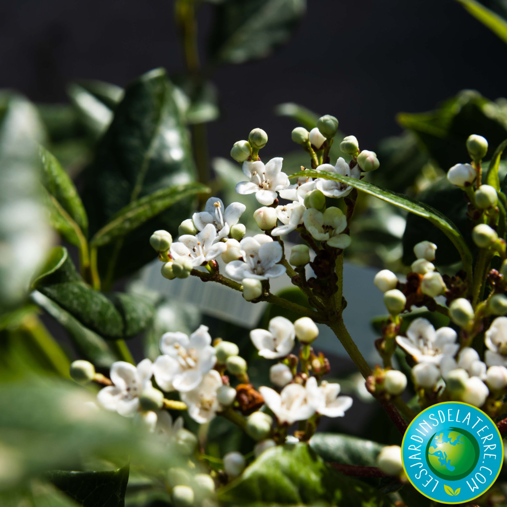 Laurier tin - Viburnum tinus 'Lucidum'