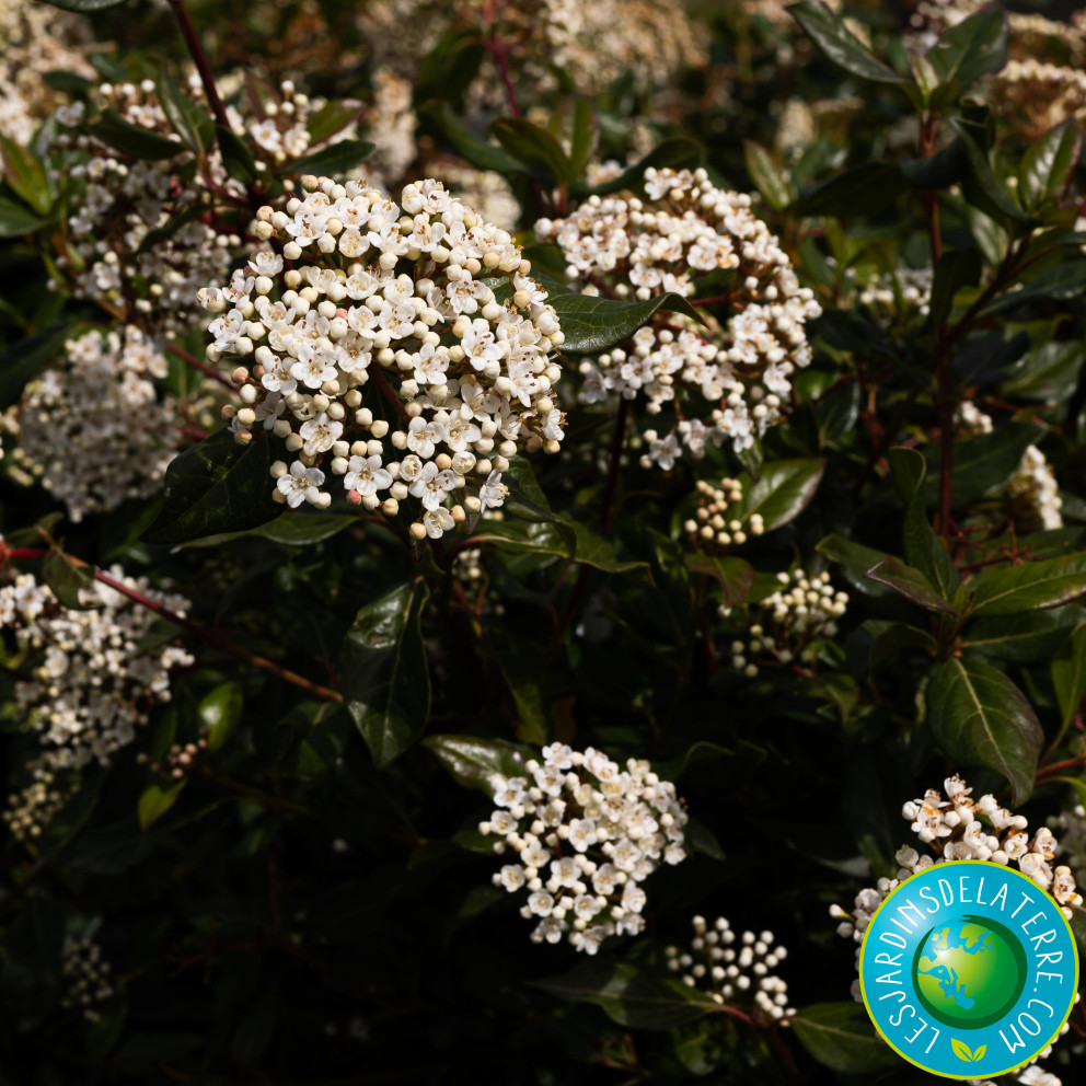 Laurier tin - Viburnum tinus 'Lucidum'