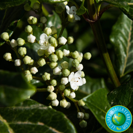 Laurier tin - Viburnum tinus 'Lucidum'