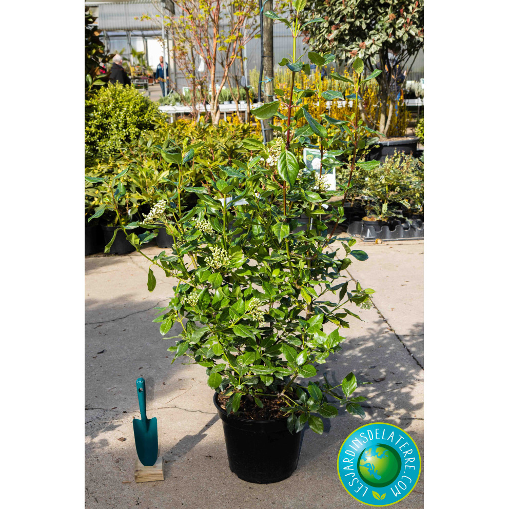 Laurier tin - Viburnum tinus 'Lucidum'