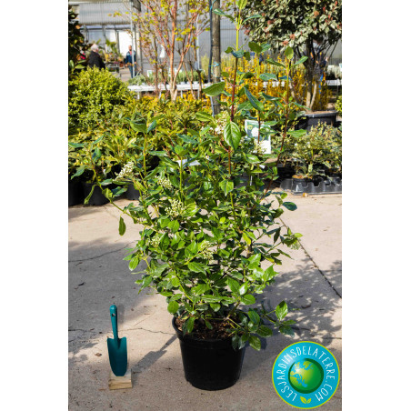 Laurier tin - Viburnum tinus 'Lucidum'