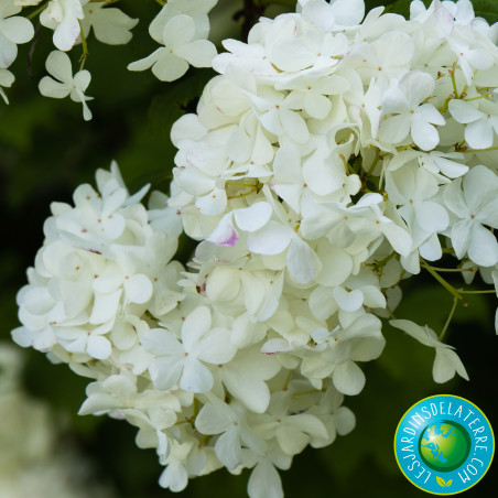 Boule de neige - Viburnum opulus 'Roseum'