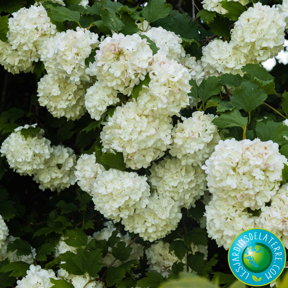 Boule de neige - Viburnum opulus 'Roseum'