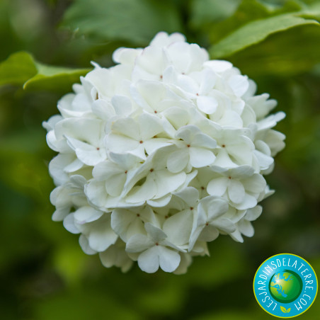 Boule de neige - Viburnum opulus 'Roseum'