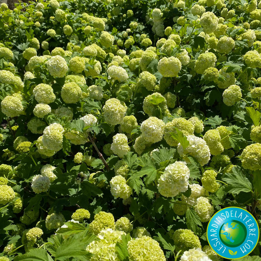 Boule de neige - Viburnum opulus... Boule de neige - Viburnum opulus...
