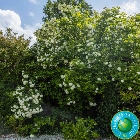 Boule de neige - Viburnum opulus 'Roseum'