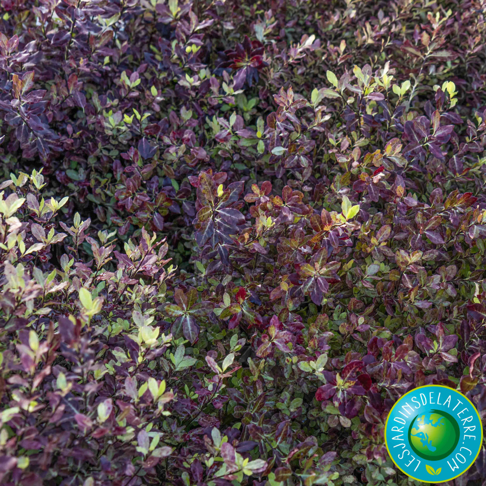 Pittospore de Nouvelle-Zélande - Pittosporum tenuifolium ‘Tom thumb’