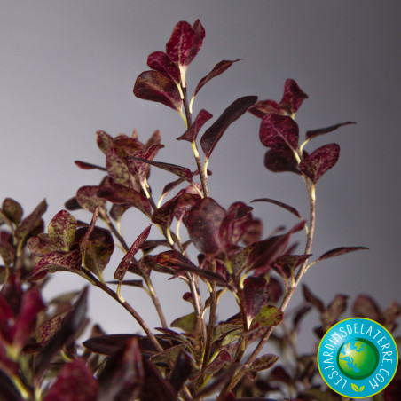 Pittospore de Nouvelle-Zélande - Pittosporum tenuifolium ‘Tom thumb’