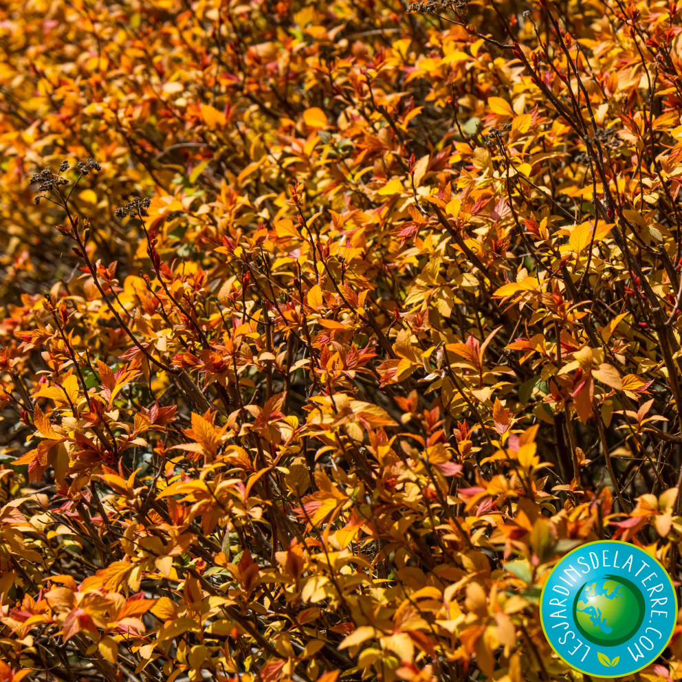 Spirée du Japon - Spiraea japonica 'Goldflame'