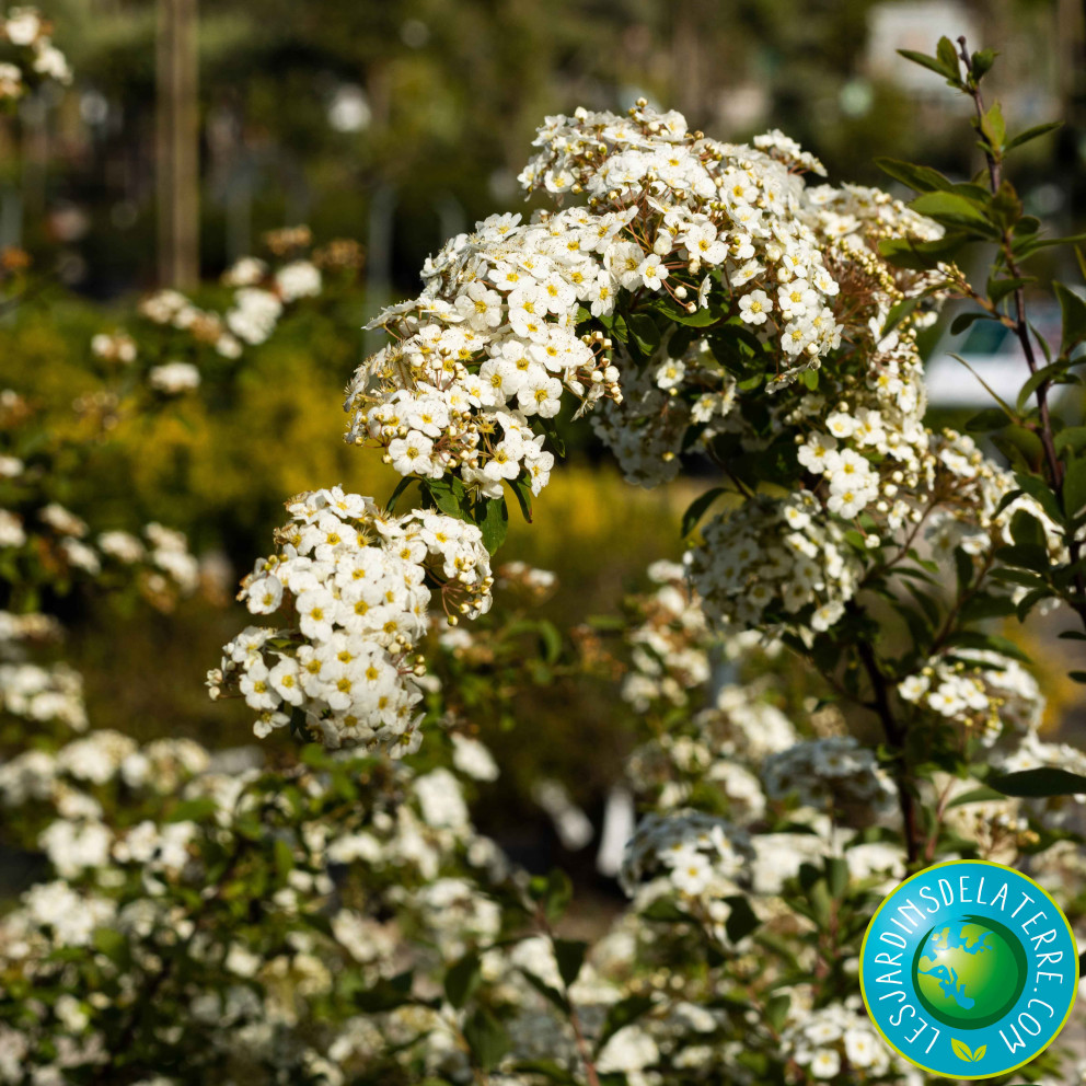 Spirée couronne de mariée - Spiraea x... Spirée couronne de mariée - Spiraea x...