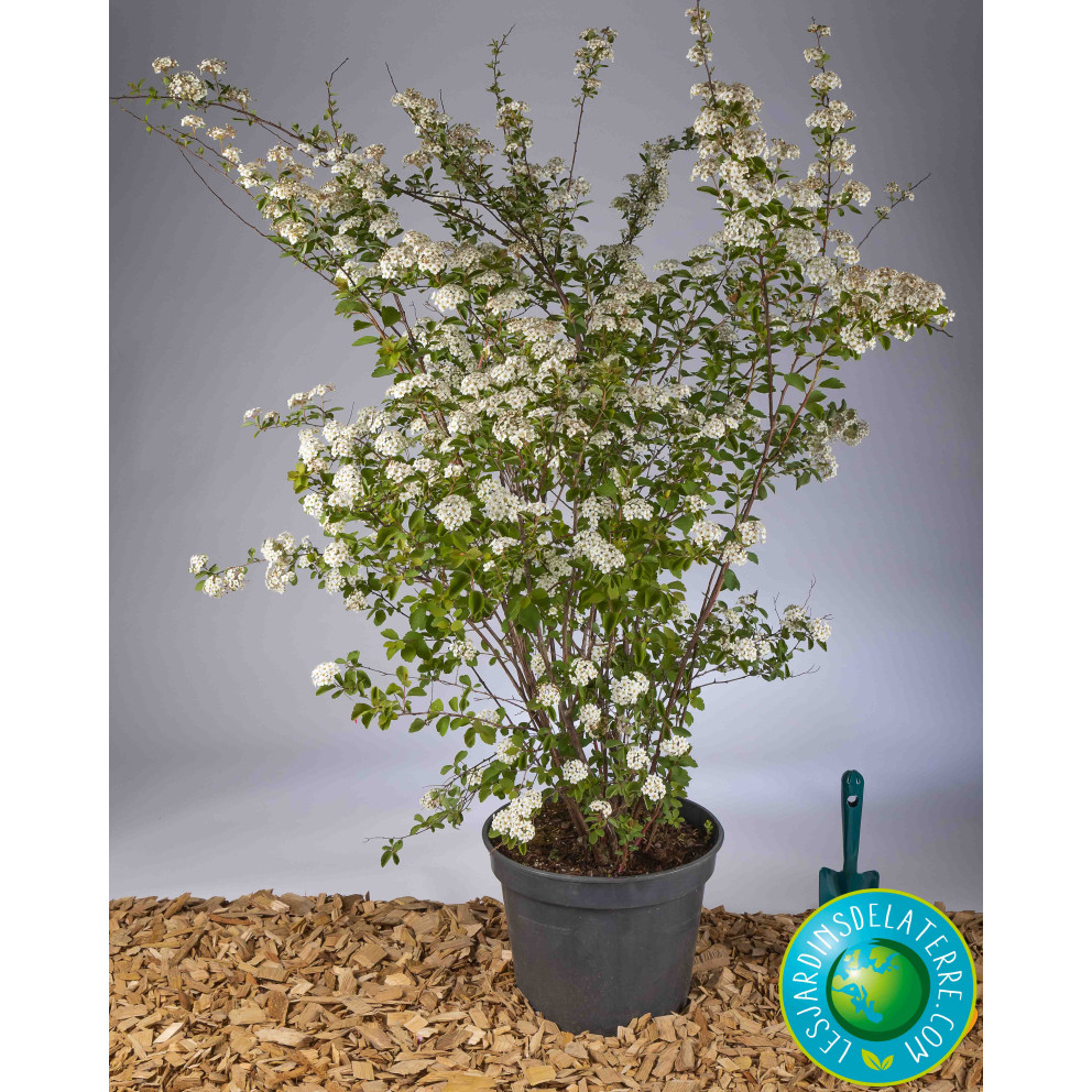 Spirée couronne de mariée - Spiraea x... Spirée couronne de mariée - Spiraea x...