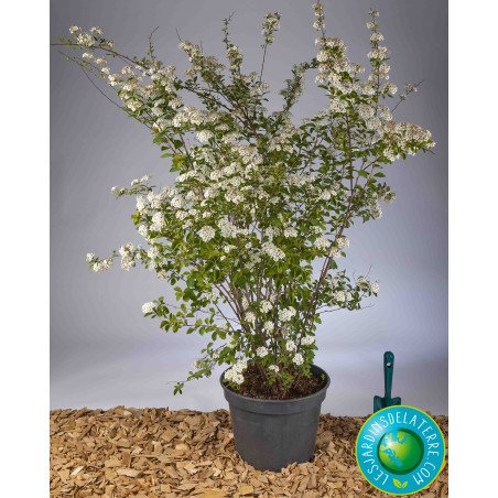 Spirée couronne de mariée - Spiraea x Vanhouttei