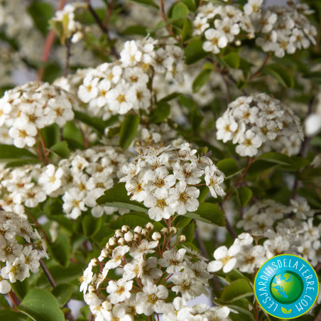 Spirée couronne de mariée - Spiraea x Vanhouttei