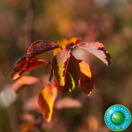 Spirée couronne de mariée - Spiraea x Vanhouttei