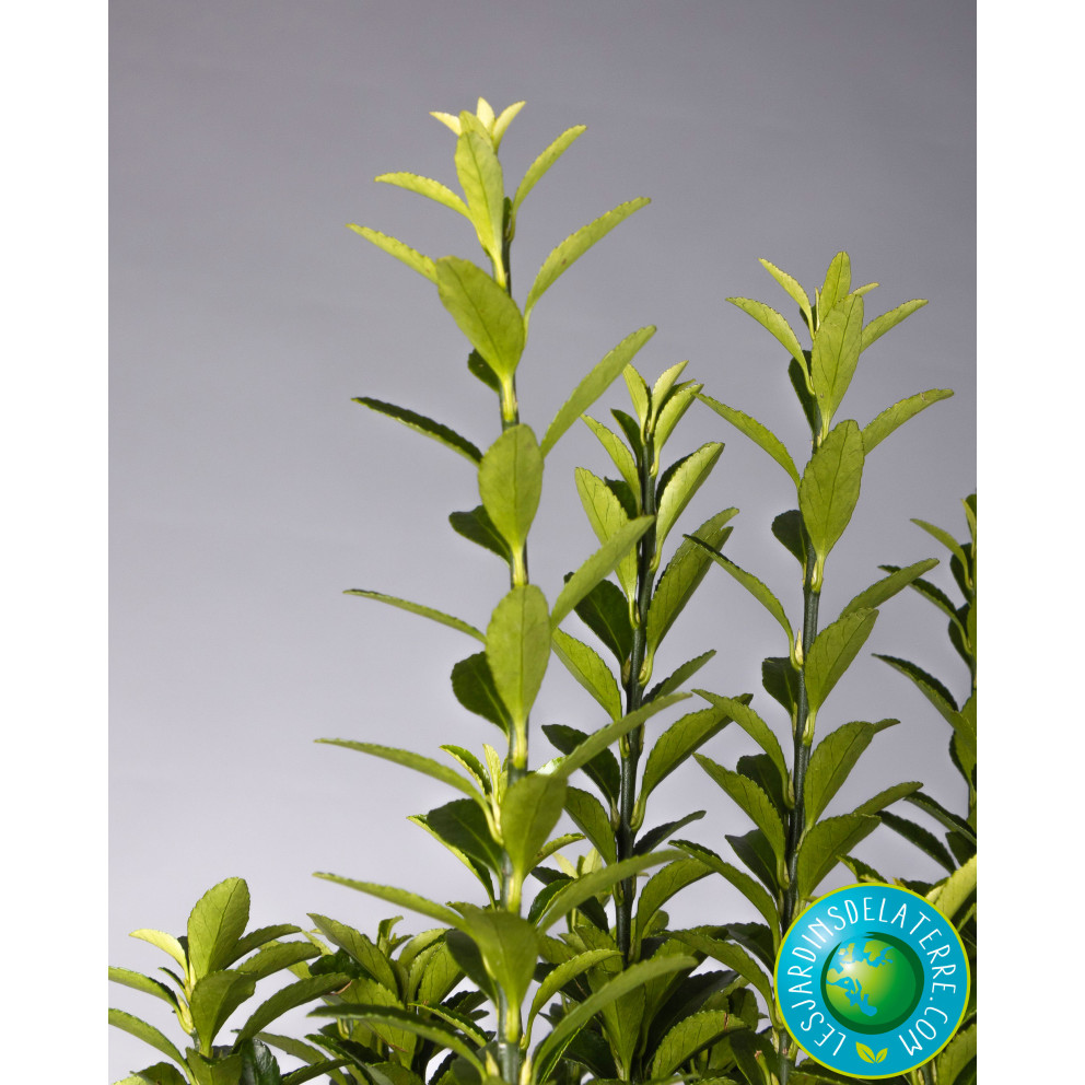 Fusain vert de bordure - Euonymus japonicus ‘Microphyllus pulchellus’