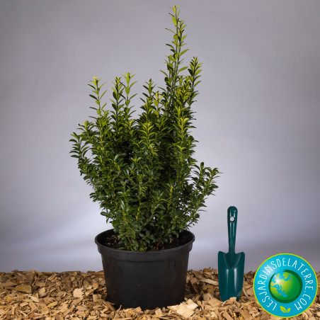 Fusain vert de bordure - Euonymus japonicus ‘Microphyllus pulchellus’