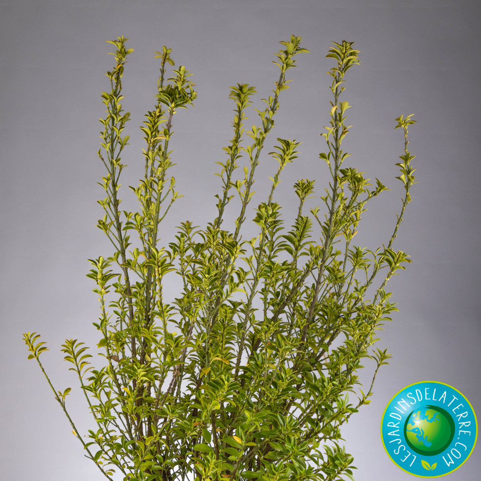 Fusain vert de bordure - Euonymus... Fusain vert de bordure - Euonymus...