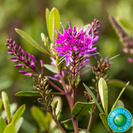 Véronique arbustive - Hebe x 'Wiri charm'