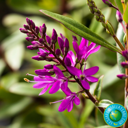 Véronique arbustive - Hebe x 'Wiri charm'