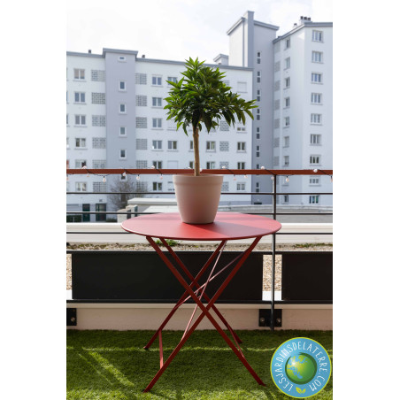 Clémentinier - Citrus Clementina