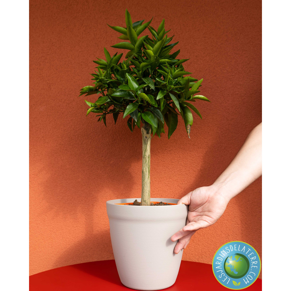 Clémentinier - Citrus Clementina Clémentinier - Citrus Clementina