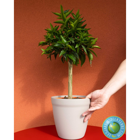 Clémentinier - Citrus Clementina