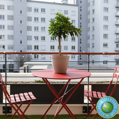 Clémentinier - Citrus Clementina