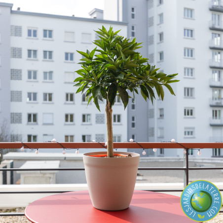 Clémentinier - Citrus Clementina