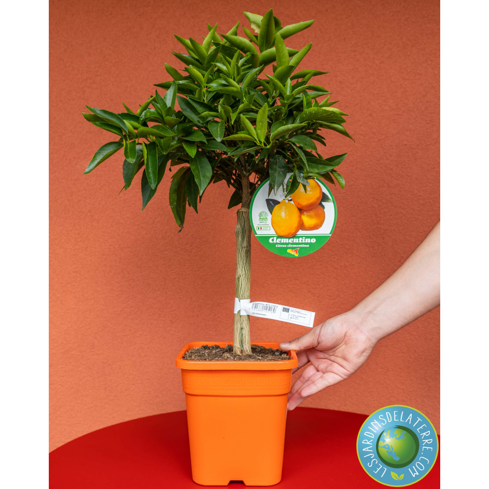 Clémentinier - Citrus Clementina Clémentinier - Citrus Clementina