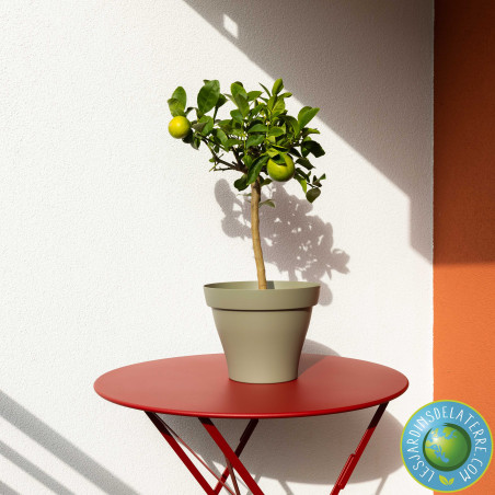 Citronnier “4 saisons” - Citrus limon 'Meyerii'