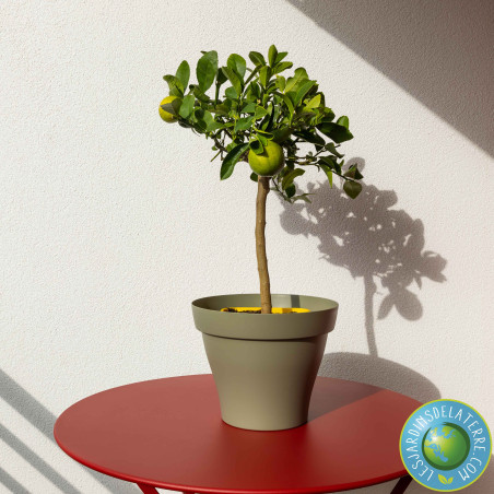 Citronnier “4 saisons” - Citrus limon 'Meyerii'