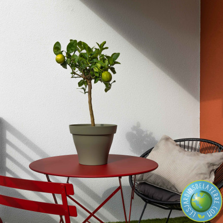 Citronnier “4 saisons” - Citrus limon 'Meyerii'