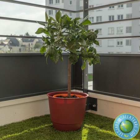 Oranger - Citrus sinensis x aurantium 'Corrugata'