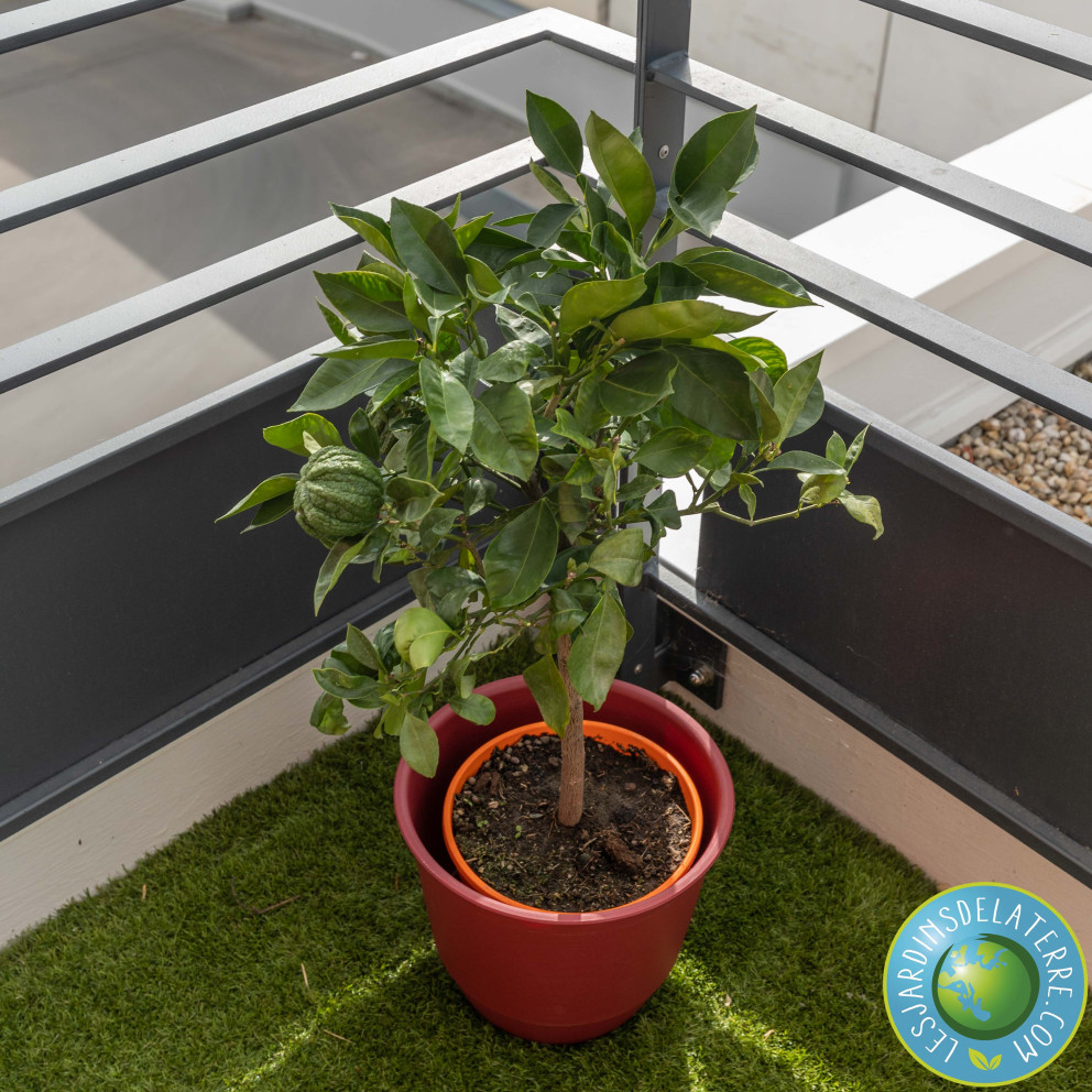 Oranger - Citrus sinensis x aurantium...