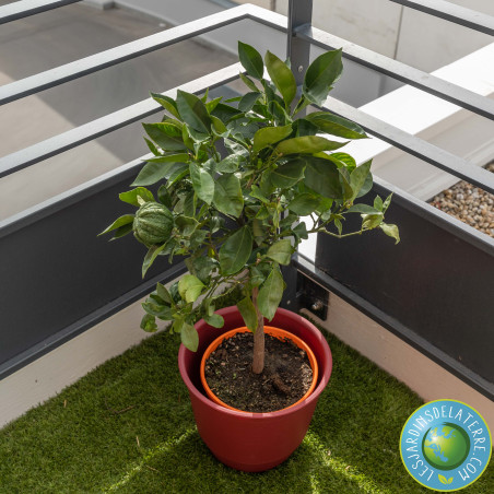 Oranger - Citrus sinensis x aurantium 'Corrugata'