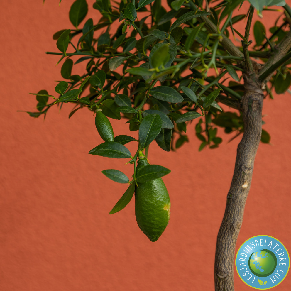 Citronnier caviar - Microcitrus... Citronnier caviar - Microcitrus...
