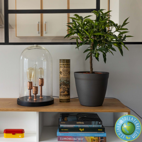 Fortunella margarita - Kumquat Nagami