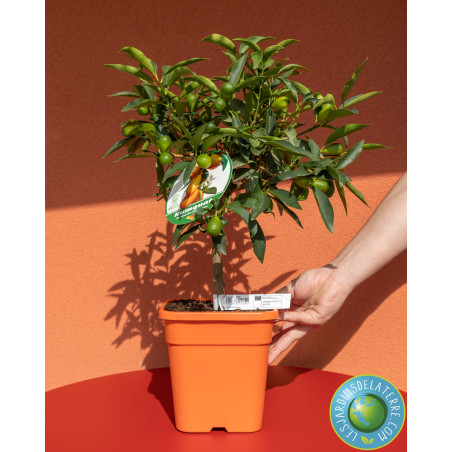 Fortunella margarita - Kumquat Nagami