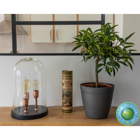 Fortunella margarita - Kumquat Nagami