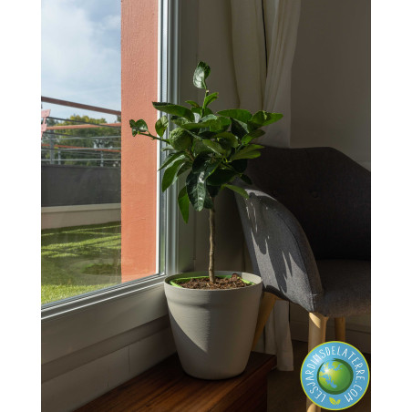 Lime de Tahiti - Citrus latifolia