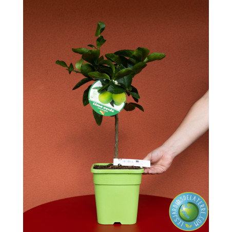 Lime de Tahiti - Citrus latifolia