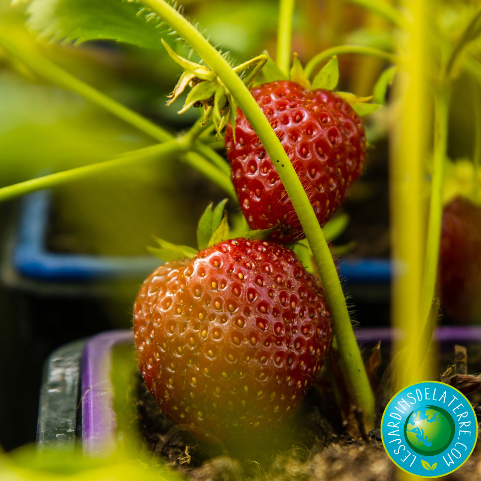 Fraisier ‘Charlotte’ - Fragaria ananassa Fraisier ‘Charlotte’ - Fragaria ananassa