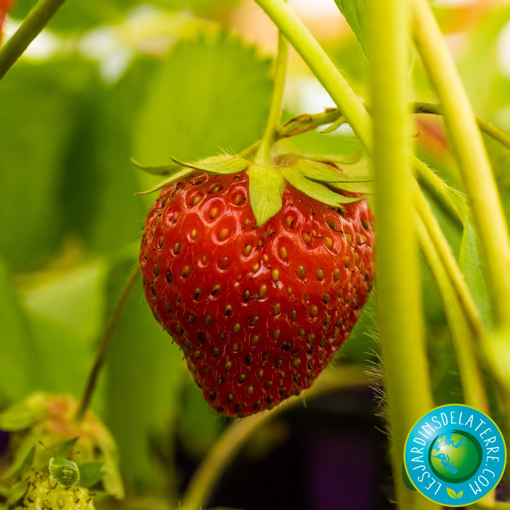 Fraisier ‘Charlotte’ - Fragaria ananassa