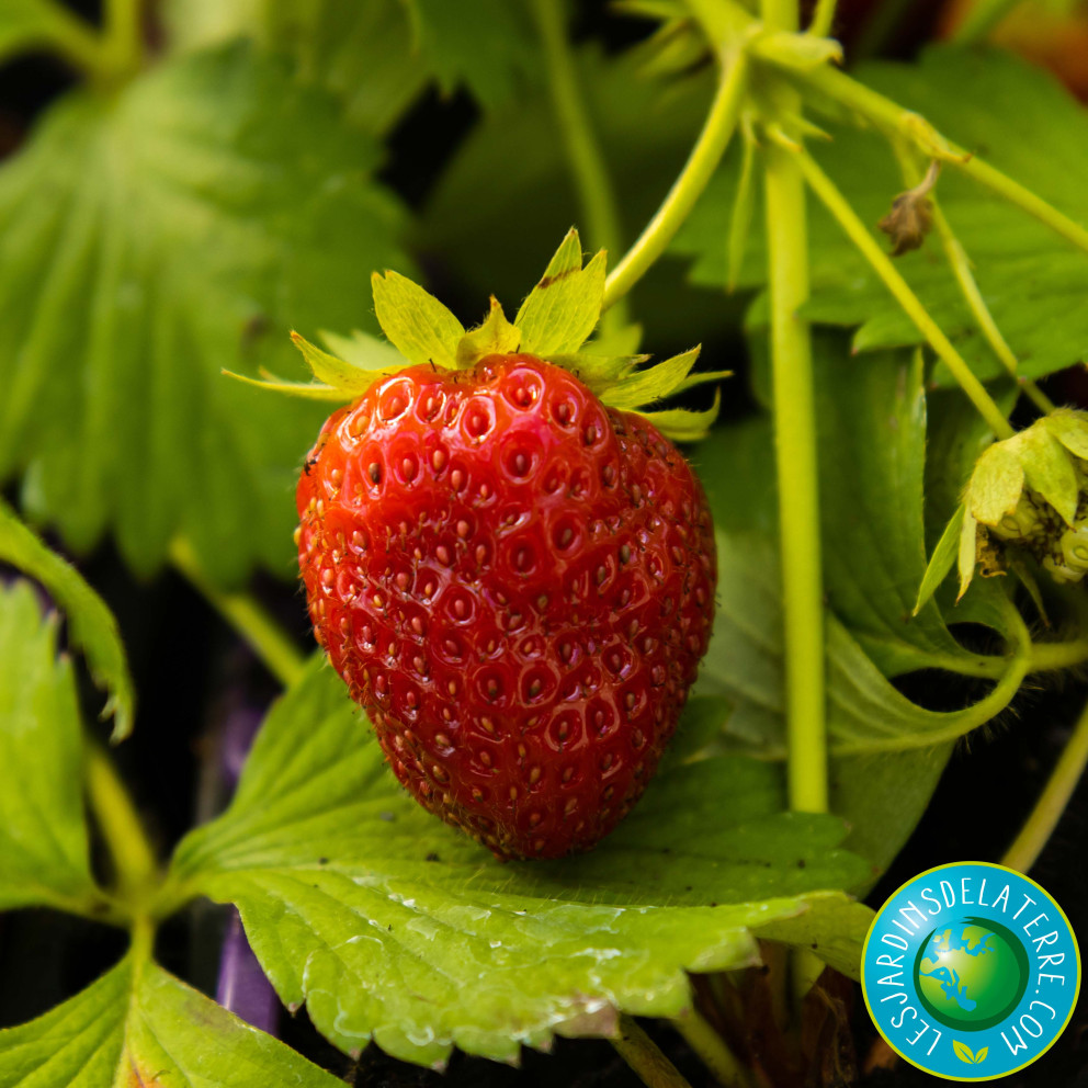 Fraisier ‘Charlotte’ - Fragaria ananassa Fraisier ‘Charlotte’ - Fragaria ananassa