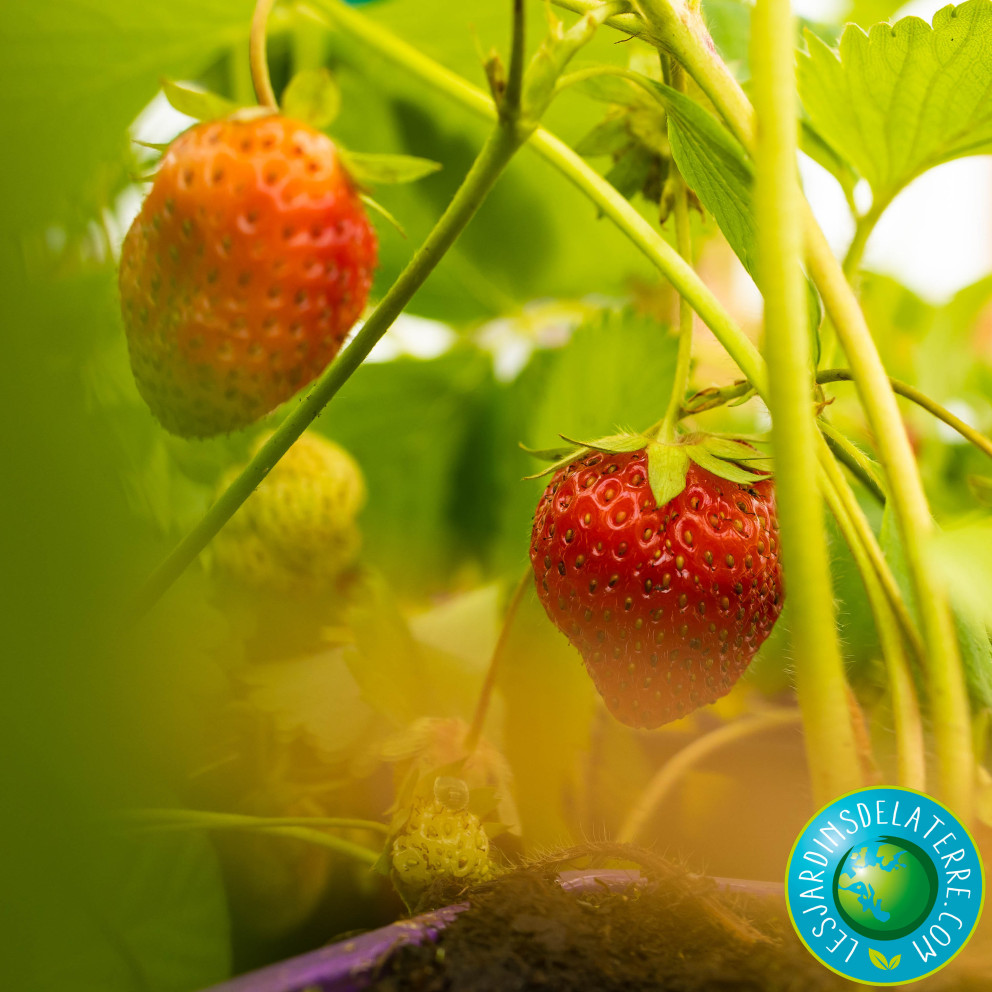 Fraisier ‘Charlotte’ - Fragaria ananassa Fraisier ‘Charlotte’ - Fragaria ananassa