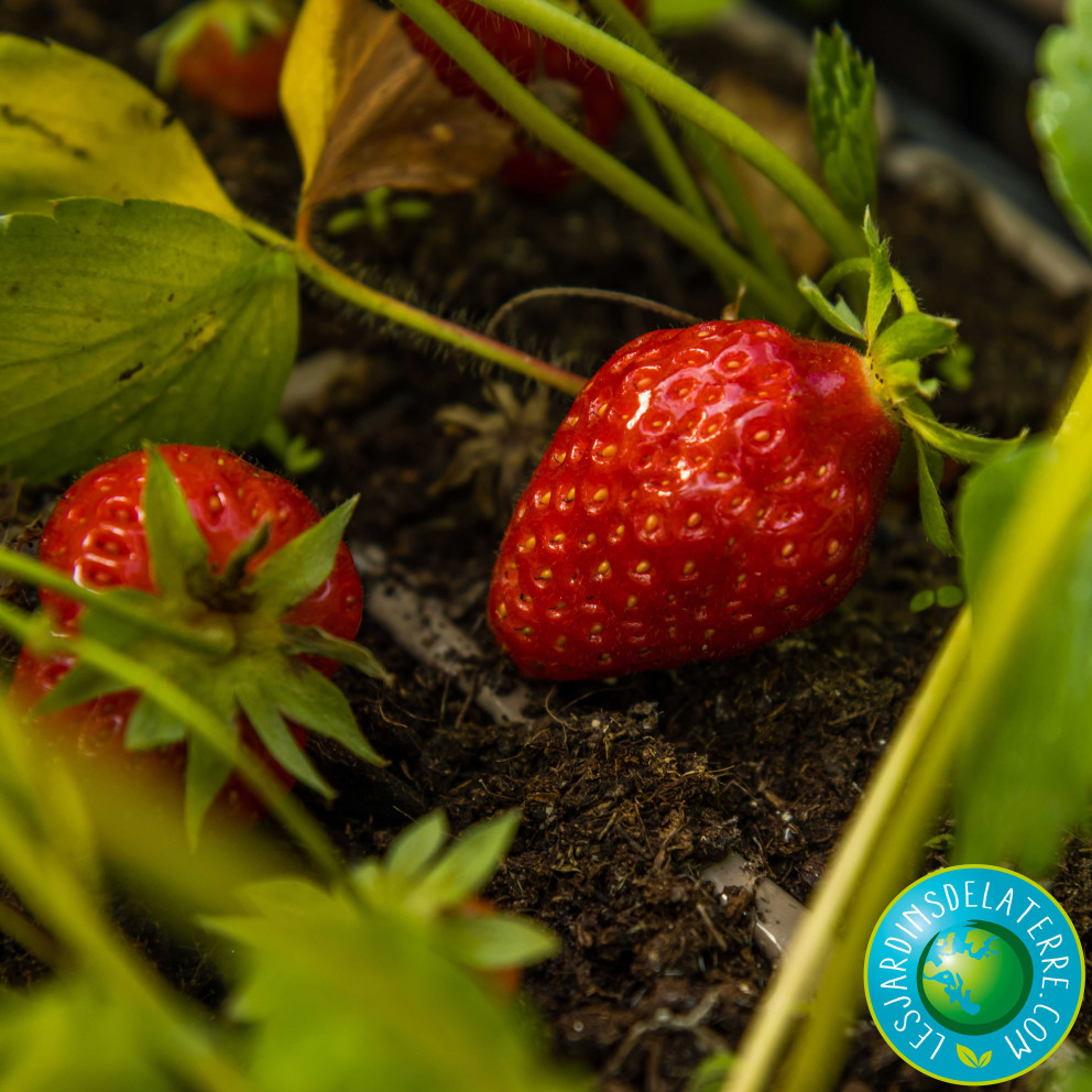 Fraisier ‘Anabelle’ - Fragaria ananassa ‘Anabelle’