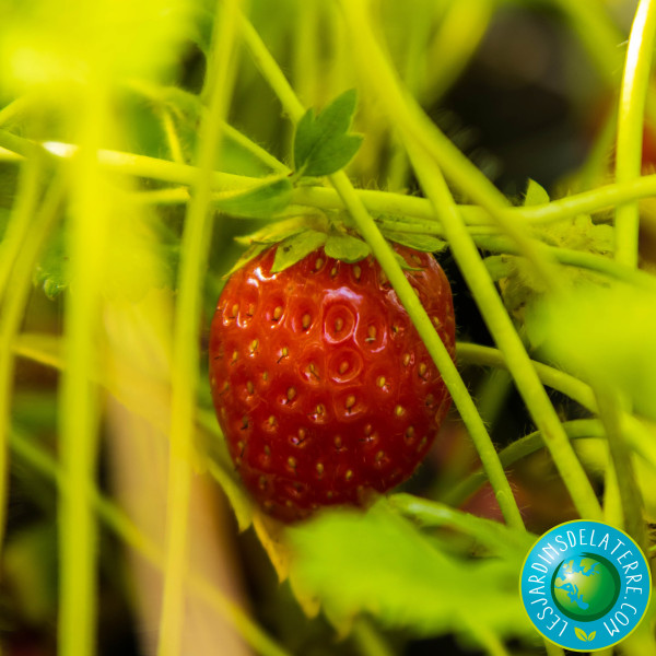 Fraisier ‘Anais’ - Fragaria...