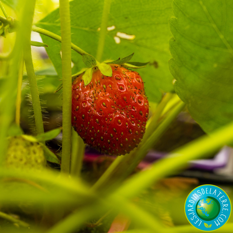 Fraisier ‘Anais’ - Fragaria ananassa Fraisier ‘Anais’ - Fragaria ananassa