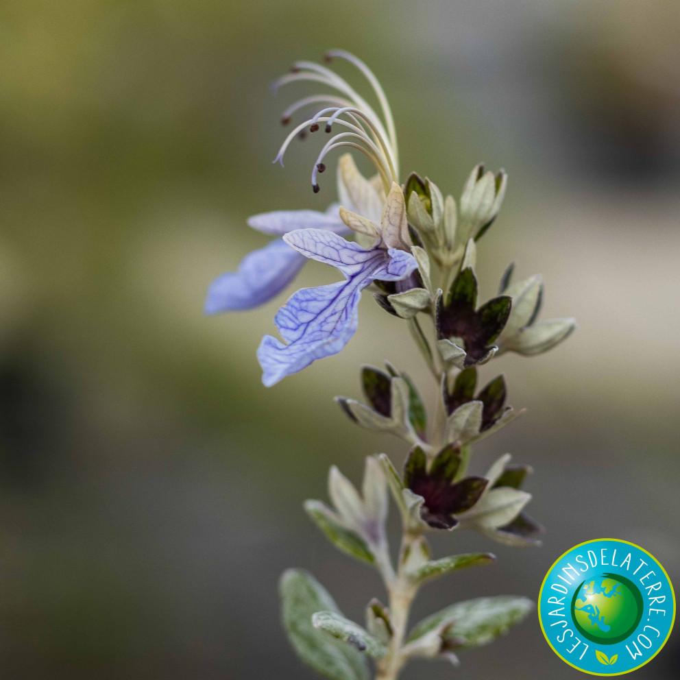 zoom fleur de romarin zoom fleur de romarin