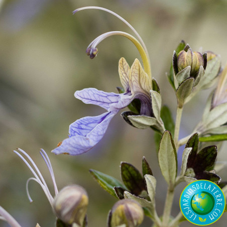 Romarin - Rosmarinus officinalis 'Pointe du Raz'